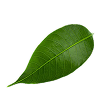 coin icon