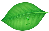 shape-icon